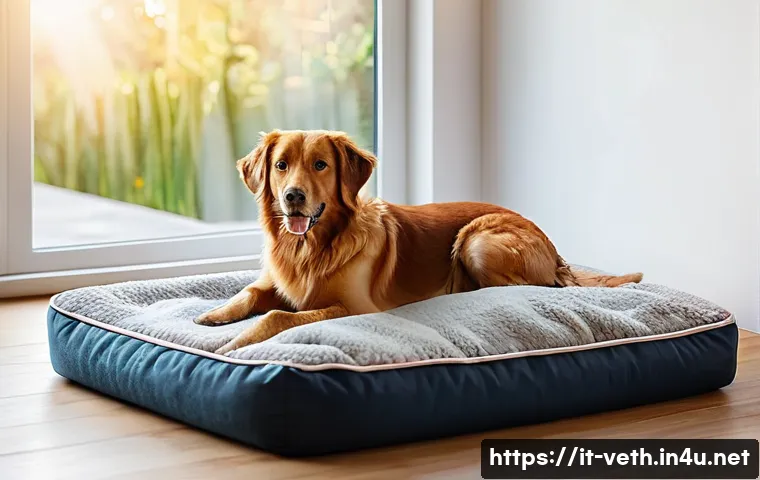 반려견 호텔 서비스 비교 - A cozy and spacious dog hotel room designed for comfort and relaxation, featuring a large orthopedic...