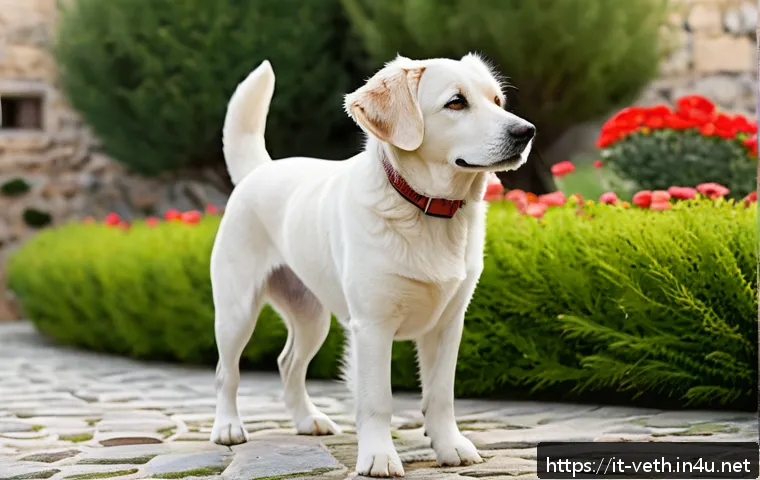 반려견 체중 관리 방법 - A detailed side profile of a healthy medium-sized dog standing outdoors in a sunny Italian garden, s...