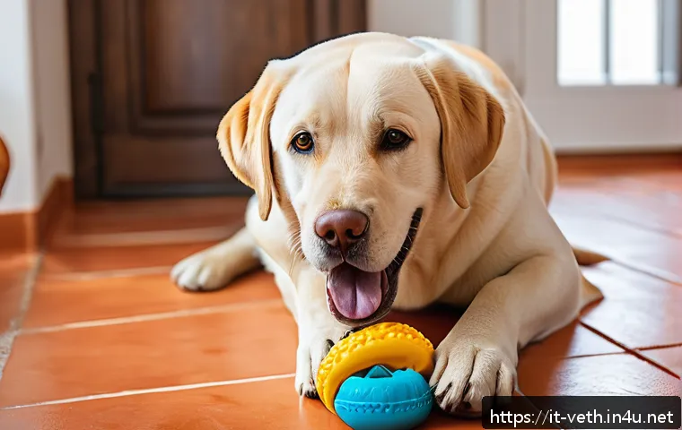 이갈이 예방을 위한 강아지 장난감 추천 - A happy adult Labrador retriever chewing on a durable natural rubber dog toy with textured grooves f...